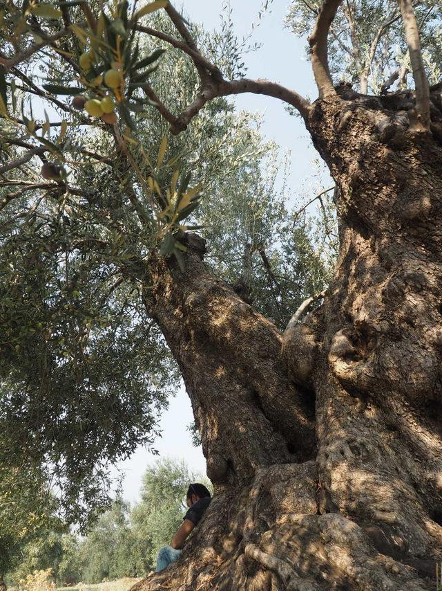 Ayvalık'ta 1100 yaşındaki anıt zeytin ağacı tescillendi