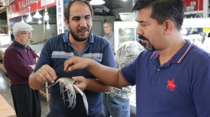 Denizsiz kentte yengeç satışı patladı
