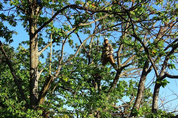 Aydın’da kestane hasadı başladı G1