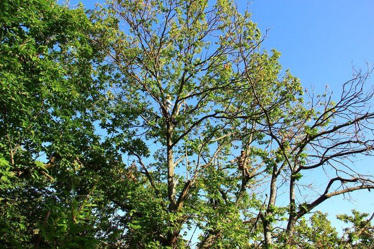 Aydın’da kestane hasadı başladı G3