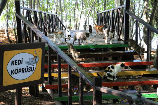 20 dönümlük alan üzerine kurulu 'Kedi Kasabası'