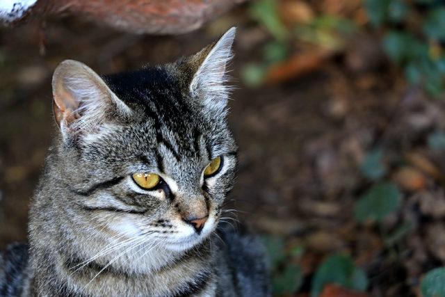 20 dönümlük alan üzerine kurulu 'Kedi Kasabası'