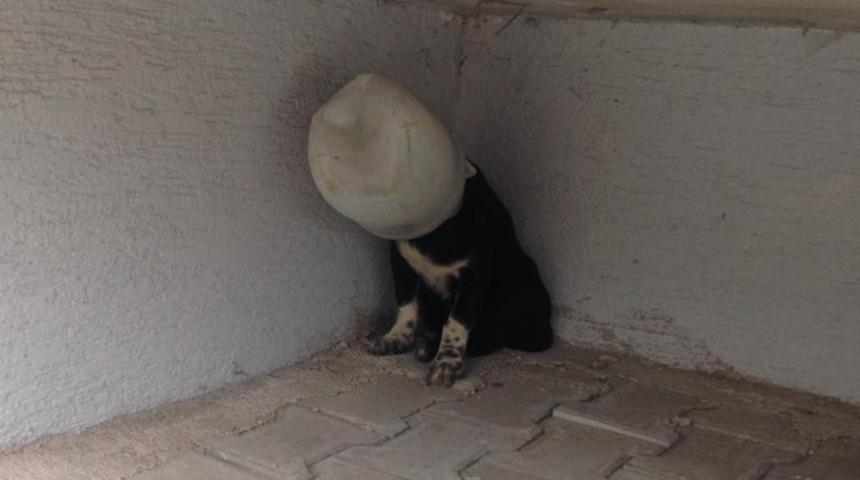 Bunu yapan insan olamaz! Köpek bu halde bulundu