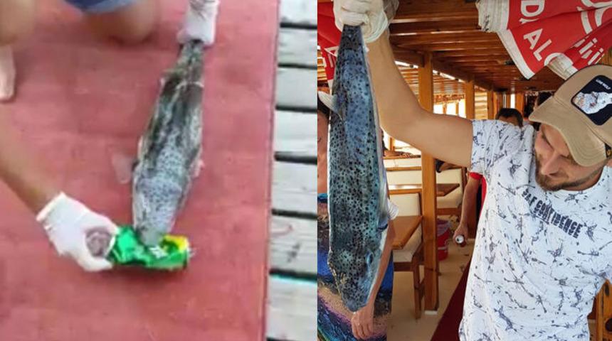 Balon balığı teneke kutuyu böyle parçaladı!