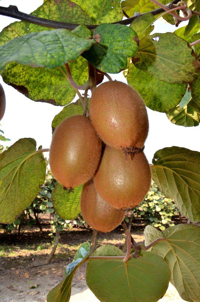 Yalova&rsquo;da 7&rsquo;inci Kivi Festivali d&uuml;zenlendi 1