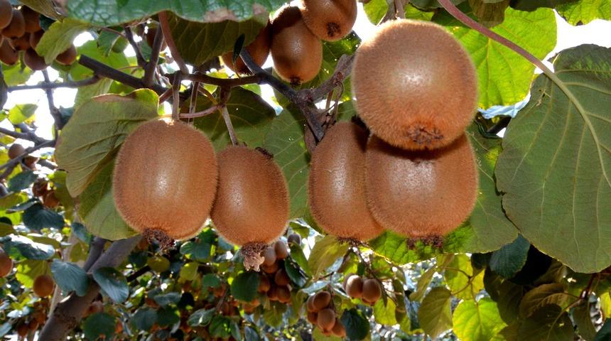 Yalova&rsquo;da 7&rsquo;inci Kivi Festivali d&uuml;zenlendi