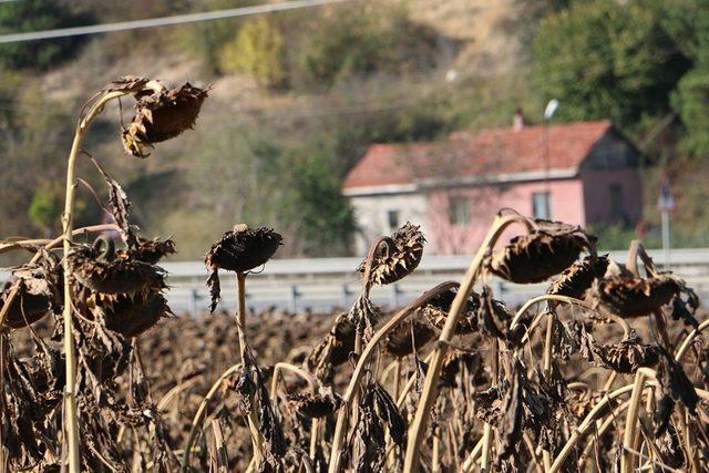 Bolu’da, yağlık ayçiçeği hasadı devam ediyor