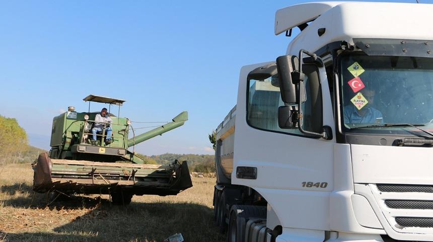Bolu&rsquo;da, yağlık ay&ccedil;i&ccedil;eği hasadı devam ediyor