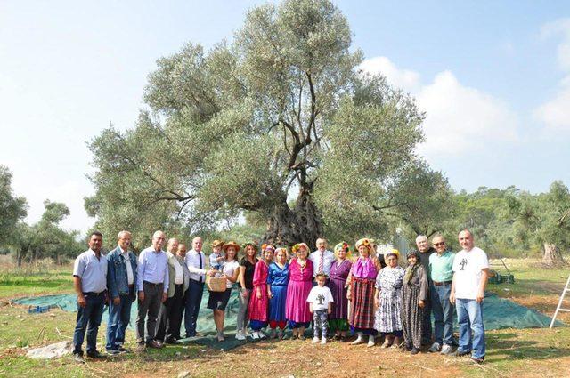 Milas'taki 3 bin 200 yıllık zeytin ağacında hasat