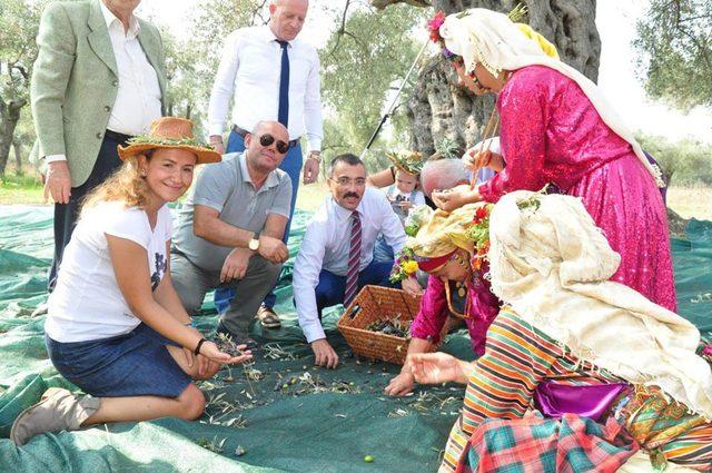 Milas'taki 3 bin 200 yıllık zeytin ağacında hasat