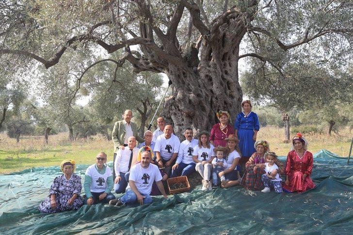 Muğla'nın Milas ilçesinde anıt ağaçtan elde ediliyor! Litresi 100 bin lira: Tam 3 bin yıllık G1