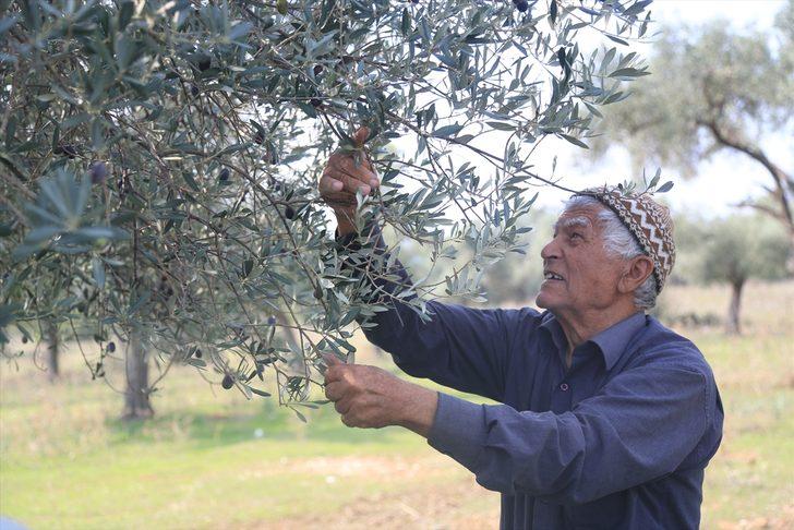 Muğla'nın Milas ilçesinde anıt ağaçtan elde ediliyor! Litresi 100 bin lira: Tam 3 bin yıllık G2