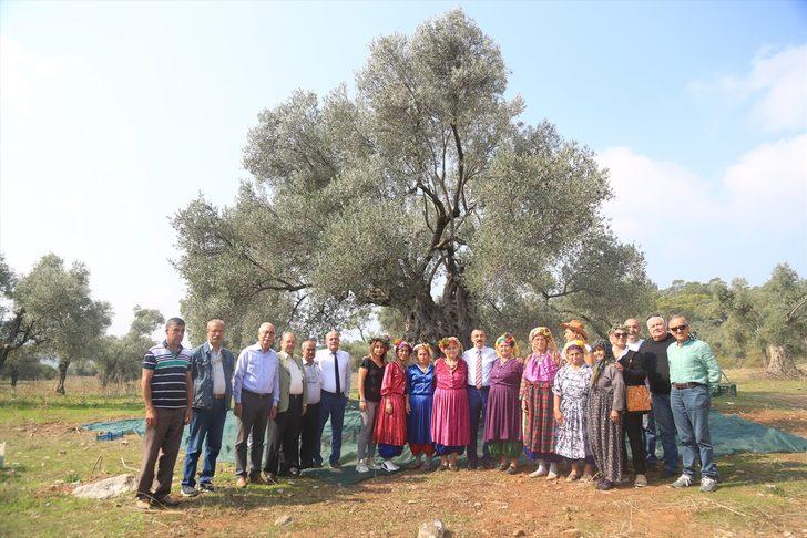 Muğla'nın Milas ilçesinde anıt ağaçtan elde ediliyor! Litresi 100 bin lira: Tam 3 bin yıllık G3