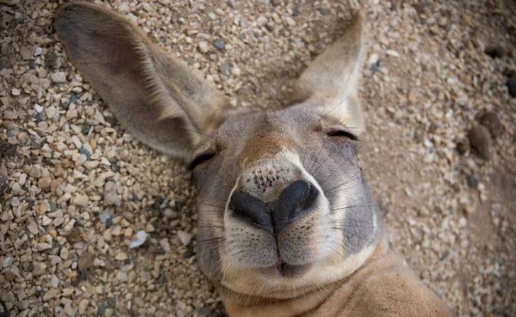 Dünya yansa samanım yanmaz diyen hayvanlar! G1