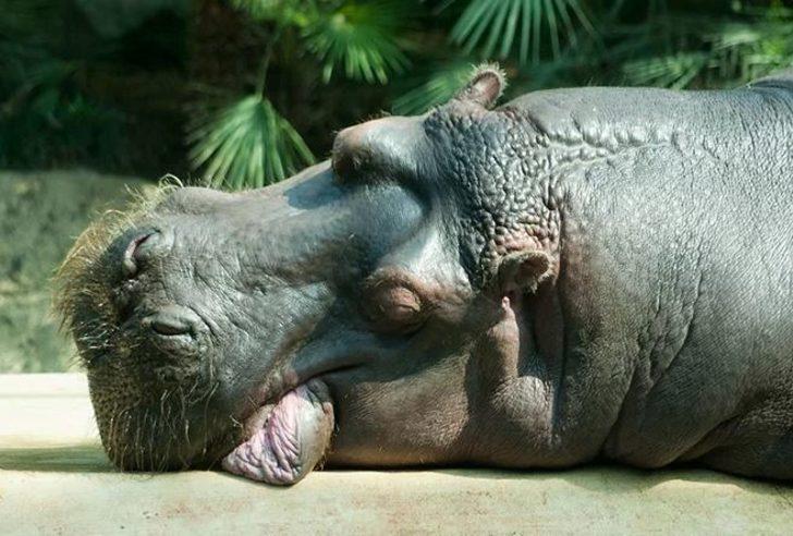 Dünya yansa samanım yanmaz diyen hayvanlar! G2