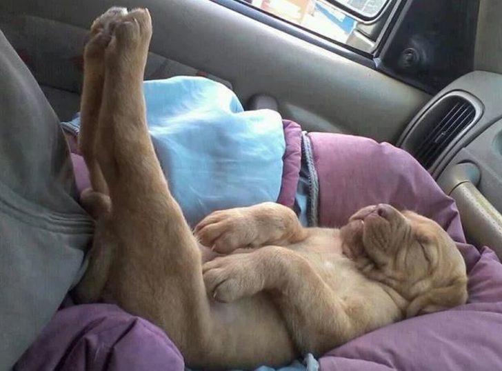 Dünya yansa samanım yanmaz diyen hayvanlar! G3