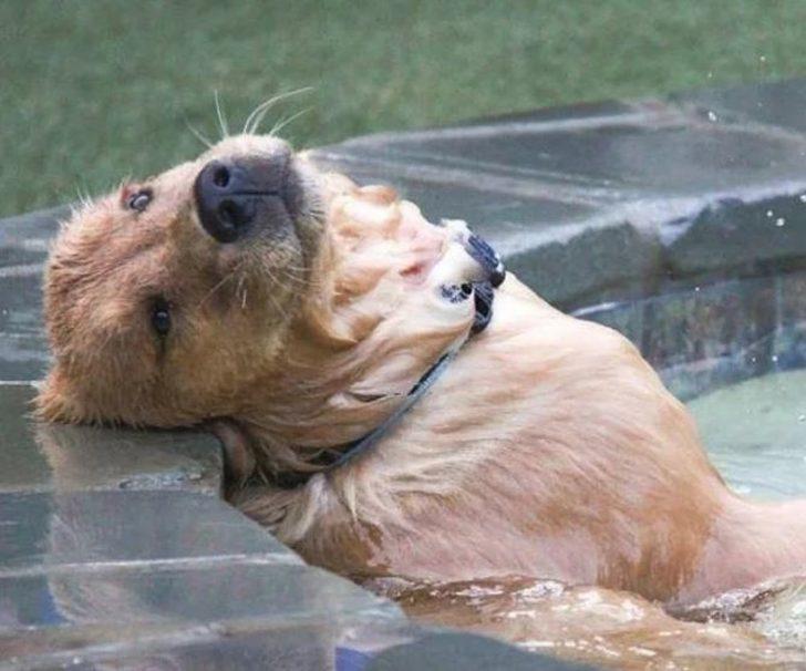 Dünya yansa samanım yanmaz diyen hayvanlar! G4