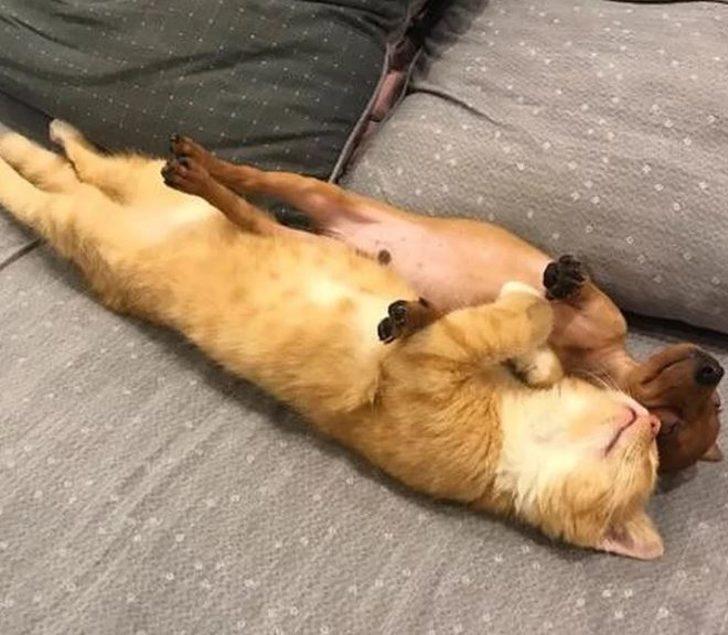 Dünya yansa samanım yanmaz diyen hayvanlar! G5