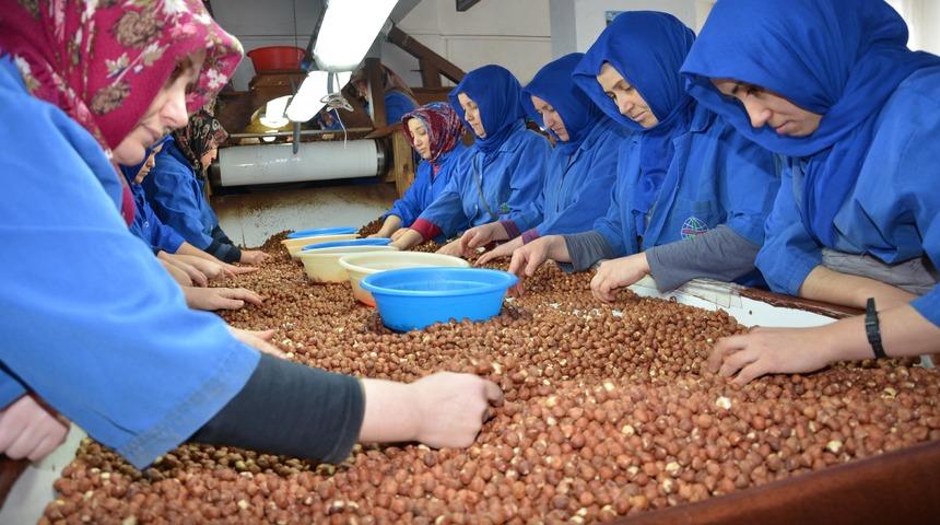 Çinliler, Türk fındığı peşinde