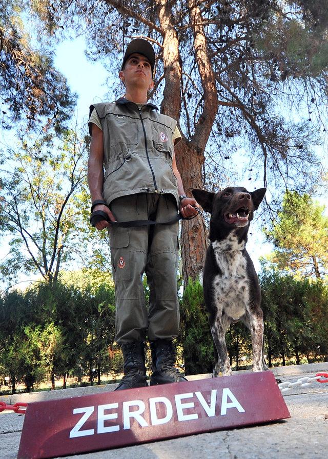 TSK'nin operasyonları için eğitilen ilk yerli ırk köpeği 'Zerdava'