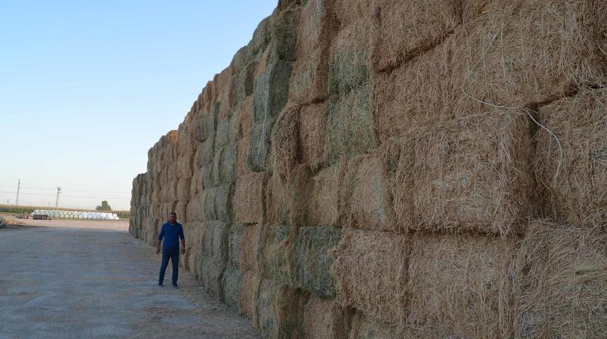 Aksaray’dan Ortadoğu’ya yıllık 75 milyon liralık yonca ihracatı