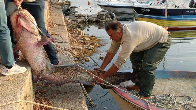 İznik'te balıkçının ağına 80 kiloluk yayın balığı takıldı