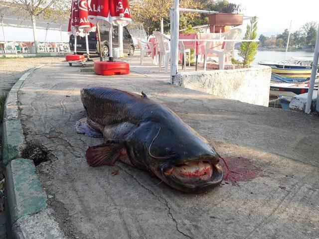 İznik'te balıkçının ağına 80 kiloluk yayın balığı takıldı