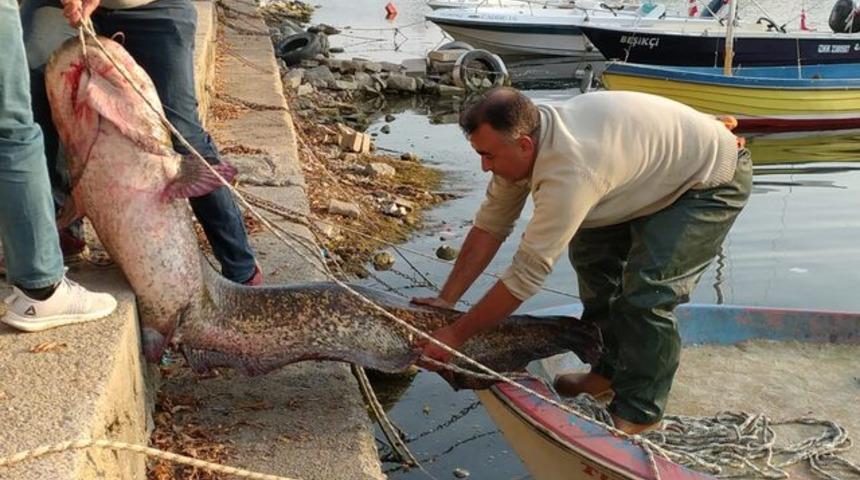 İznik'te balıkçının ağına 80 kiloluk yayın balığı takıldı