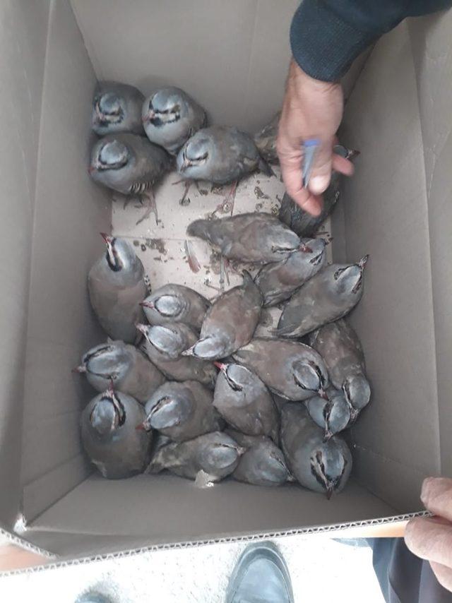 Gevaş’ta kaçak avlanmış 42 keklik ele geçirildi