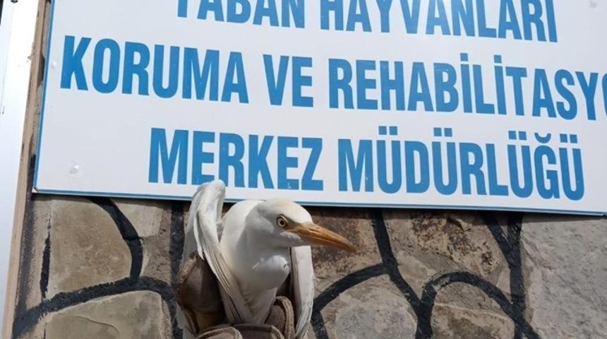 Yaralı Sığır Balık&ccedil;ılı tedavi altına alındı