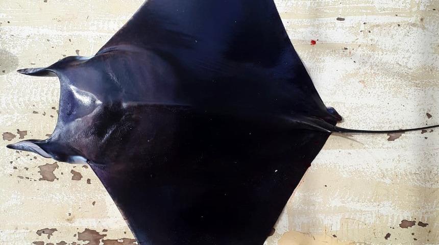 Antalya Körfezi'nde 'şeytan vatozu' ilk kez görüldü