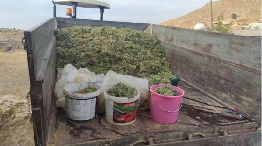 Mazıdağı’nda mezrone üzümün pestil ve cevizli sucuk yolculuğu devam ediyor