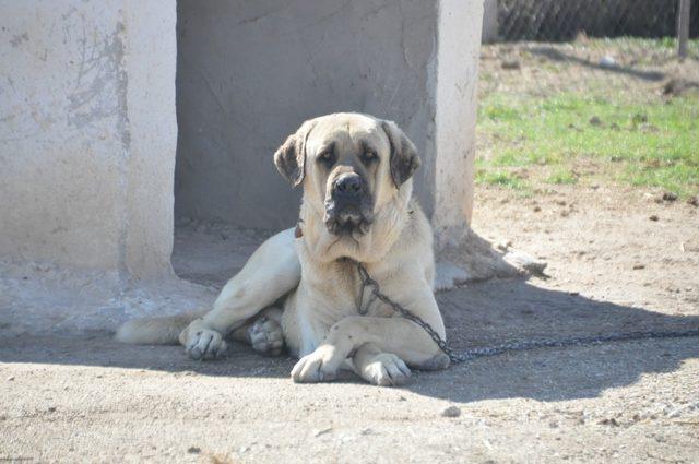 Anadolu aslanı Malaklı köpekleri sürüden çıkıp ticarete girdi