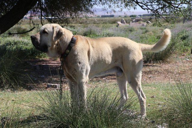 Anadolu aslanı Malaklı köpekleri sürüden çıkıp ticarete girdi