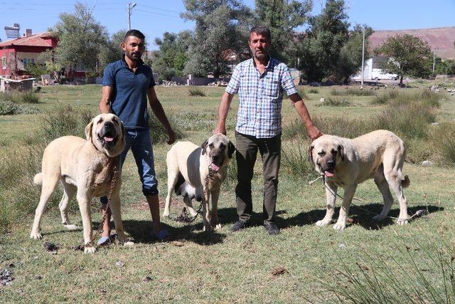 Anadolu aslanı Malaklı köpekleri sürüden çıkıp ticarete girdi