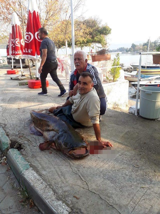 İznik Gölü’nde 65 kiloluk dev yayın balığı yakalandı