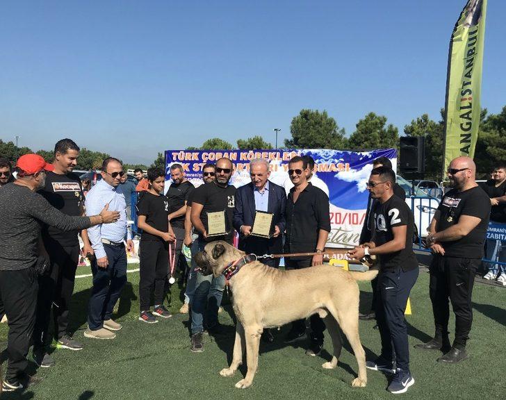 Türk çoban köpekleri Ümraniye’de yarıştı