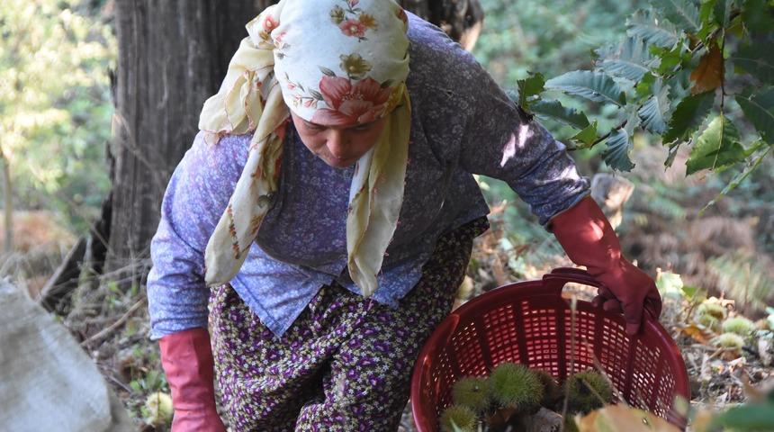 Daldan tezgaha binbir emekle toplanan kestanede verim düşük