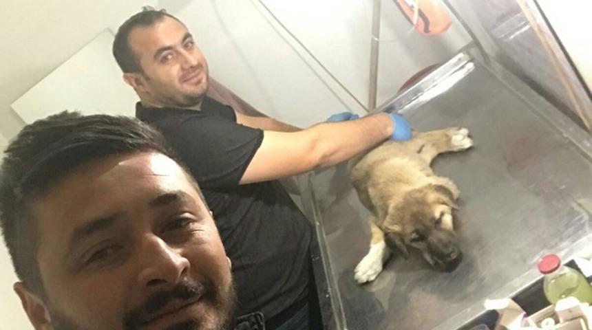 Gece yarısı yaralı k&ouml;pek i&ccedil;in seferber oldular