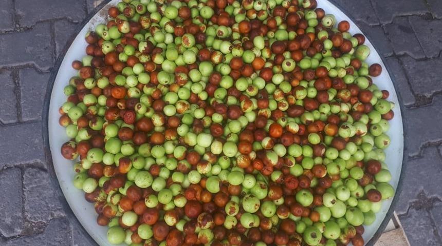 Akdağ&rsquo;da doğal ortamda yetişen H&uuml;nnap&rsquo;a ilgi