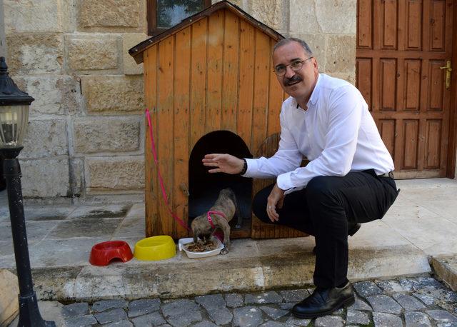 Kaymakam, ölmek üzereyken bulunan köpeği sahiplendi