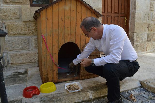 Kaymakam, ölmek üzereyken bulunan köpeği sahiplendi