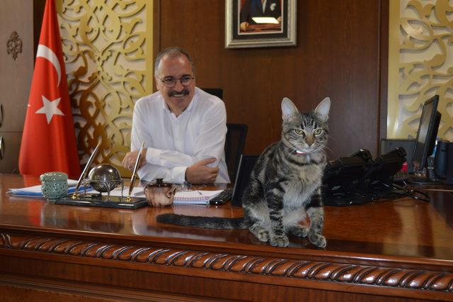 Kaymakam, ölmek üzereyken bulunan köpeği sahiplendi