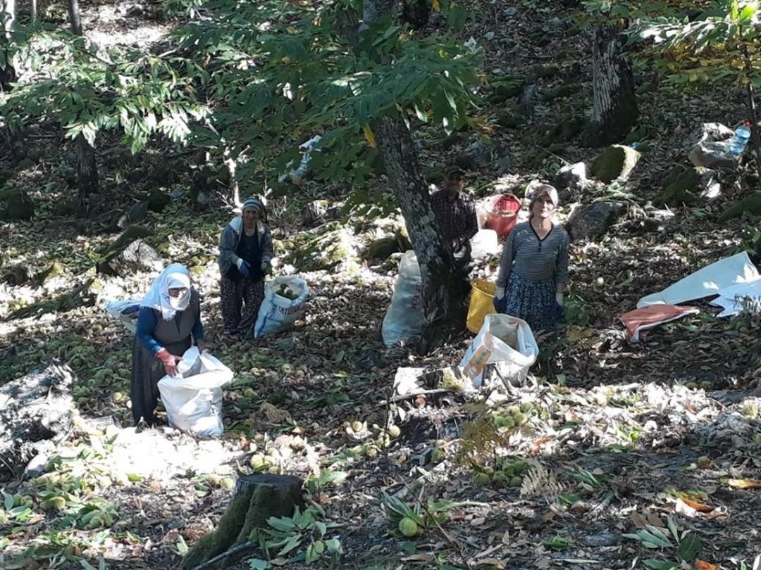 Coğrafi işaretli Simav kestanesinde erken hasat