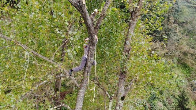 Metrelerce uzunluktaki ağaçlara Tarzan gibi tırmanıyor