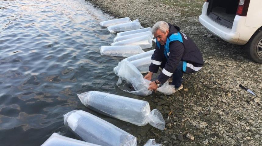 Yenice Barajına 2 bin yavru yayın balığı bırakıldı