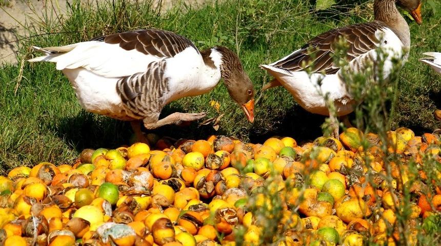 &Ccedil;&uuml;r&uuml;yen mandalinalar kazlara yem oldu