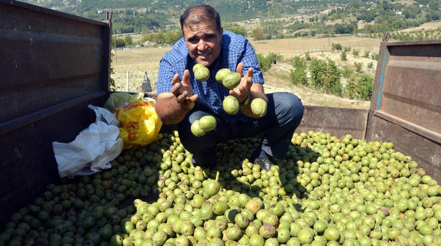 Orman sahası, köylülerin gelir kapısı oldu