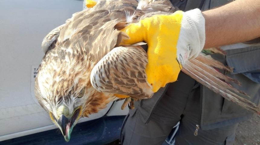 Yaralı şahin koruma altına alındı