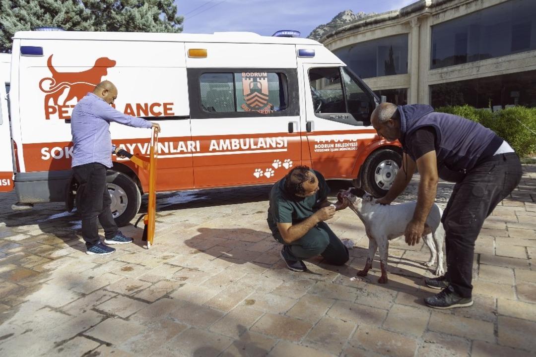 Zehirlenen k&ouml;peğin imdadına petbulance yetişti